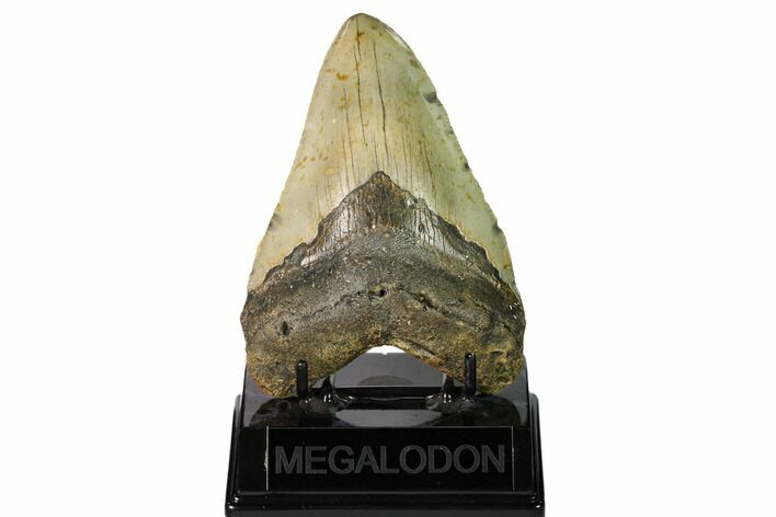 Fossil Megalodon Tooth - North Carolina #149410